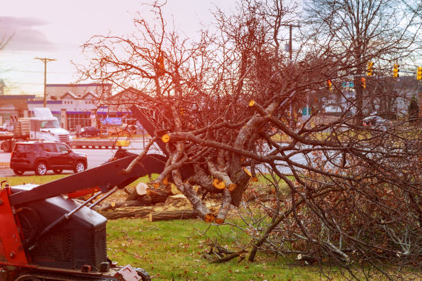 Best Seasonal Cleanup  in Ancient Oaks, PA