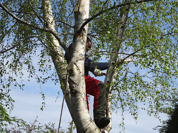 Lawn Pest Prevention in Ancient Oaks, PA